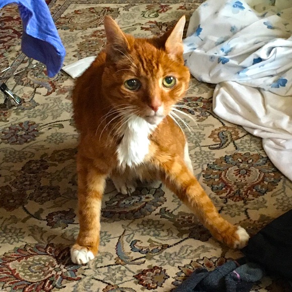 Meet your Posher, Mia - Picture 1 of 1